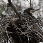 Aalscholver op nest in het Naardermeer