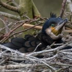 Aalscholver op nest in het Naardermeer