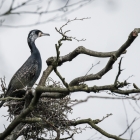 Aalscholver op nest in het Naardermeer