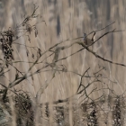 Blauwborst in het riet