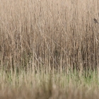 naardermeer-2016-2670