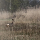 Ree in het Naardermeer