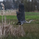 Blauwe reiger
