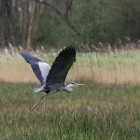 Blauwe reiger