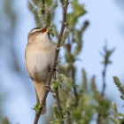 Rietzanger in het Naardermeer