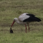 Ooievaar slokt vogel op