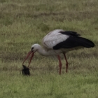 Ooievaar slokt vogel op