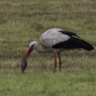 Ooievaar slokt vogel op