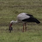Ooievaar slokt vogel op
