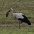 Ooievaar slokt vogel op