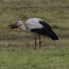 Ooievaar slokt vogel op
