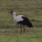 ooievaar-met-prooi-3818