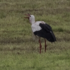 Ooievaar slokt vogel op