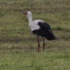 Ooievaar slokt vogel op
