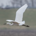 oostvaardersplassen-0327