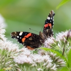 Atalanta in de Oosterplassen