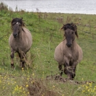 Konikpaarden in de Oosterplassen