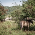 Konikpaarden in de Oostvaardersplassen