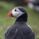 Papegaaiduiker op de rug gezien