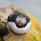 Rustende papegaaiduiker