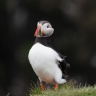 Papegaaiduiker bij de rotsen