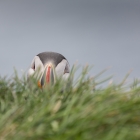 papegaPapegaaiduiker in het gras