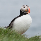 Papegaaiduiker - Puffin