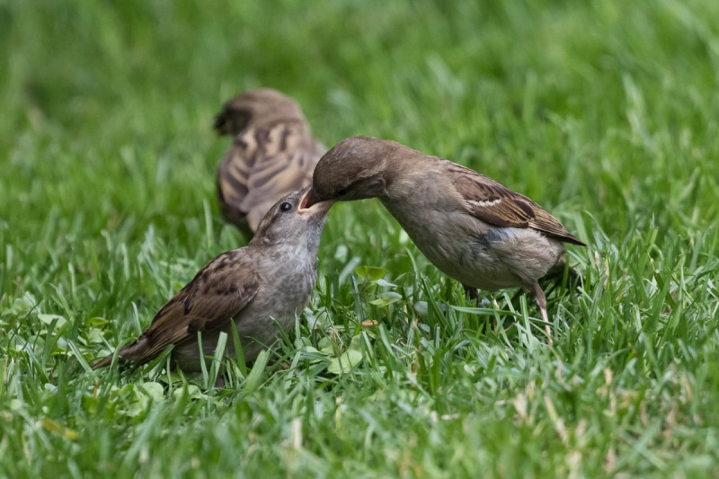 musje-heeft-honger-0656