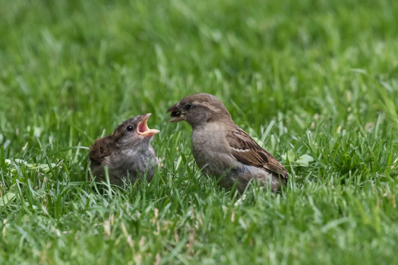 musje-heeft-trek-0661