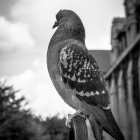 Duif op de Sacré Coeur