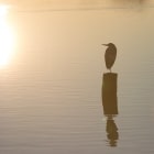 Reiger in de ondergaande zon