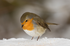 Roodborstje in de sneeuw