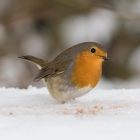 roodborst-in-de-sneeuw-0922