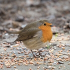 Roodborstje in de tuin