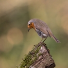 Roodborstje - Fotohut Gooi
