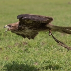 Roodstaartbuizerd