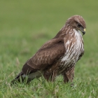 Roodstaartbuizerd