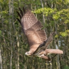 Roodstaartbuizerd