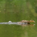 Look at me, I'm the fastest dutch duckling there is!