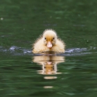 Duckie - Flickr Explore