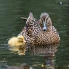Moedereend met duckie