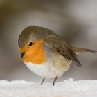 Roodborst in de sneeuw