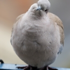 Turkse tortel