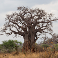 Baobab in Tarangire National park