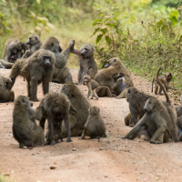Bavianen in Lake Manyara