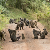 Bavianen in Lake Manyara