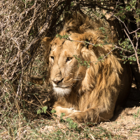 Leeuw in de Serengeti