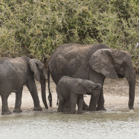 Olifanten op drinkplaats op de Serengeti