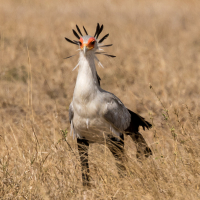 Secretarisvogel in de Serengeti