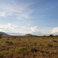 Serengeti